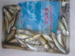 雨の兵突、サビキ好調。