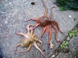 雨でもノッてます♪　泉大津ＲＴ　20日あさ