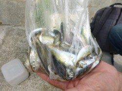 アジュール舞子、豆アジフィーバーとなってます♪