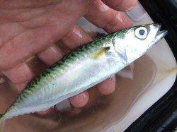 兵突　今朝も雨ですがアジが好調！