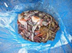 釣りガールものりのり♪　泉大津ＲＴ　20日昼