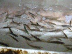 お昼でも小アジ釣れます【アジュール舞子】