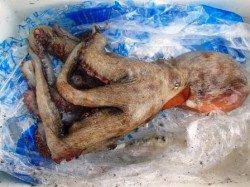 ☆たこフィーバー☆泉大津 夕方RT 21日