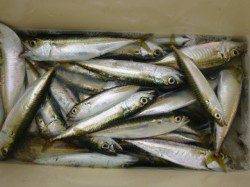 朝の兵突大タコも！