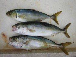 【ツバス・大サバ・タコならムコイチ】武庫川店