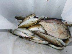 兵突ＲＴ　良型のタコ、キス、アジ