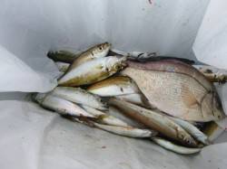 兵突ＲＴ　良型のタコ、キス、アジ