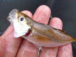 北公園タコ、空港メバルアジ