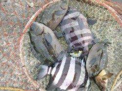 食コン★中、小アジ！タコにグレ