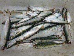 兵突で指４本９５ｃｍ出た！！