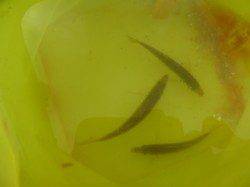 小野浜RT タコと小アジ