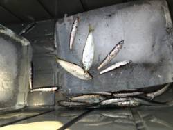 【イワシ早朝にラッシュ！】南芦屋浜リアル