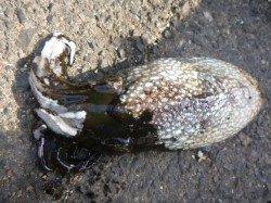 兵庫突堤、ワインドでこの時期には型の良いタチウオ！