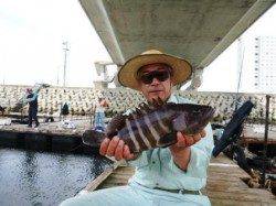 釣堀田尻で青物 ハタ イサキ 大阪府 田尻漁港 海上釣り堀 イサキ 陸っぱり 釣り 魚釣り 釣果情報サイト カンパリ