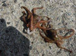 【マダコ・スルメ】ムコイチＲＴ