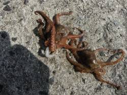 【マダコ・スルメ】ムコイチＲＴ