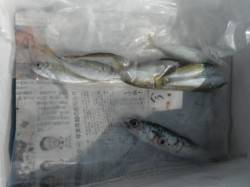 豆アジの時合は早朝に！泉大津RT(8日･朝…