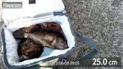 本日は根魚DAY☆岸和田一文字RT・8日