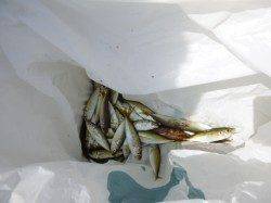 【豆アジ好調維持！】アジュール舞子ＲＴ