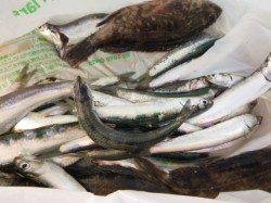 兵突ＲＴ　サビキやタチウオの状況