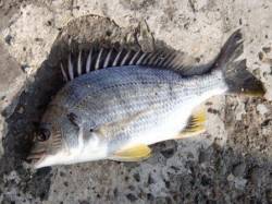 エビ撒きでキビレ泉大津店４日朝ＲＴ