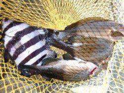 貝塚人工島★フカセでグレ！