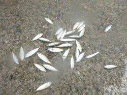 【豆アジ連続ＨＩＴ】アジュール舞子ＲＴ