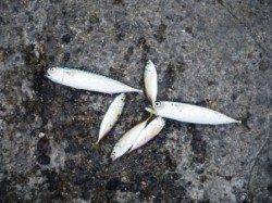 サバ・サバ・豆アジ♪　泉大津RT　10日あさ