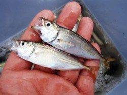 ◇豆アジと小サバ乱舞◇泉大津お昼RT　１１日