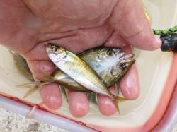 アジュール舞子のアジ釣り好調！