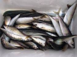 ◇今日も豆アジ・小サバ◇泉大津お昼RT１２…