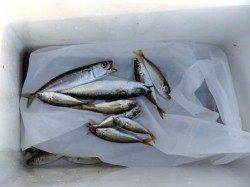 サビキで豆アジ・サバ５日泉大津店朝のRT