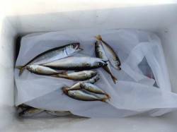 サビキで豆アジ・サバ５日泉大津店朝のRT