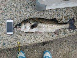 【ハネ・チヌきてます】南芦屋浜リアルタイム