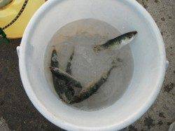 サバ・豆アジ好スタート♪泉大津RT(15日)