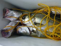 北公園でハネ５連発だ