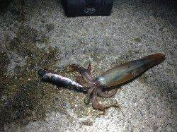 アジュール舞子!夜のスルメイカ!