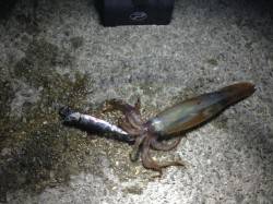 アジュール舞子！夜のスルメイカ！