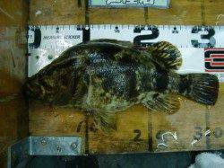 芦屋記録??こんなの見たことない