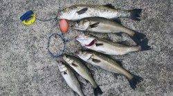 絶好調！ハネ祭りだ南芦屋浜