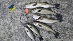 絶好調！ハネ祭りだ南芦屋浜