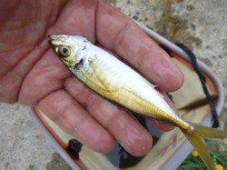 【アジが大きくなってます】アジュール舞子RT