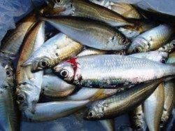 ☆雨でも釣れるぜぇ☆泉大津夕方RT１５日