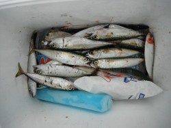 いい感じ♪砂上げ場のサビキ☆泉大津RT16日