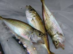 兵突ＲＴ　本日のサビキは