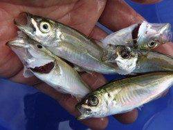 神戸空港ＲＴ　小アジとチヌ