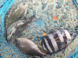 貝塚でグレにキス！食コンはサビキ