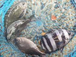 貝塚でグレにキス！食コンはサビキ