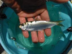 【サビキでママカリ♪アブシン、グレも！】