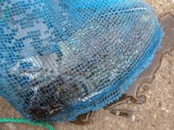 兵庫突堤　久しぶりのコウイカと４０ｃｍ台後…